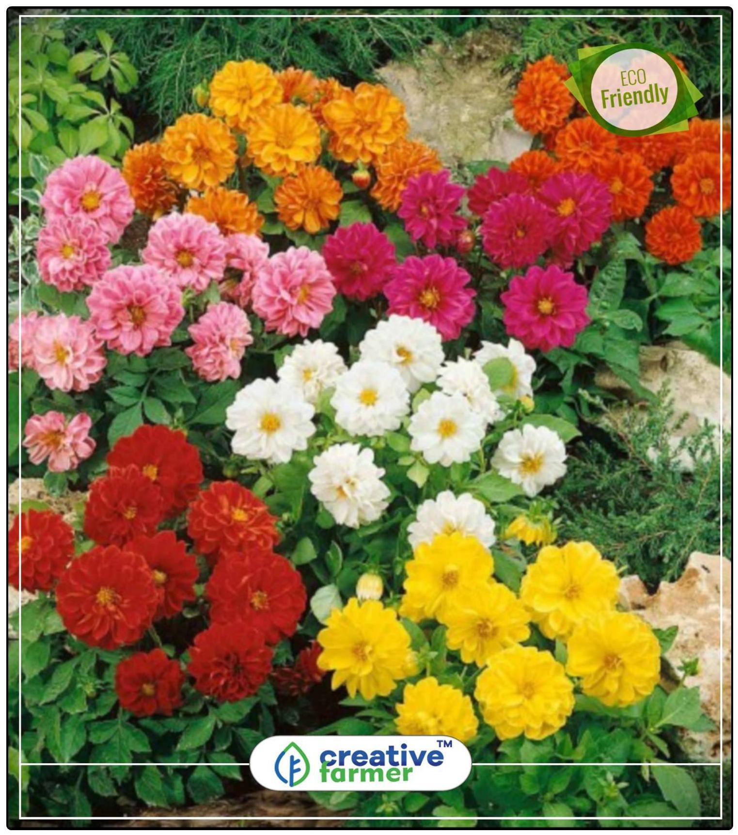 https://assetscdn1.paytm.com/images/catalog/product/H/HO/HOMDHALIA-YELLOCREA887471623985F/1563036627890_0..jpg