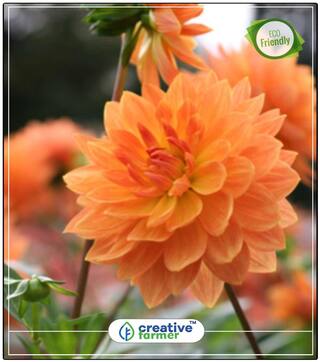Dhalia Yellow Red Mix Gardening Seeds Flower Perfect Home Garden Plant Seeds