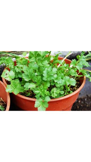 Dhaniya (Coriander) Supers Seeds For Kitchen Garden - Pack of above 100 Premium Seeds