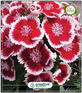 Dianthus Flavora Rose Shades Winter Seeds To Plant Perfect Home Garden Plant Seeds