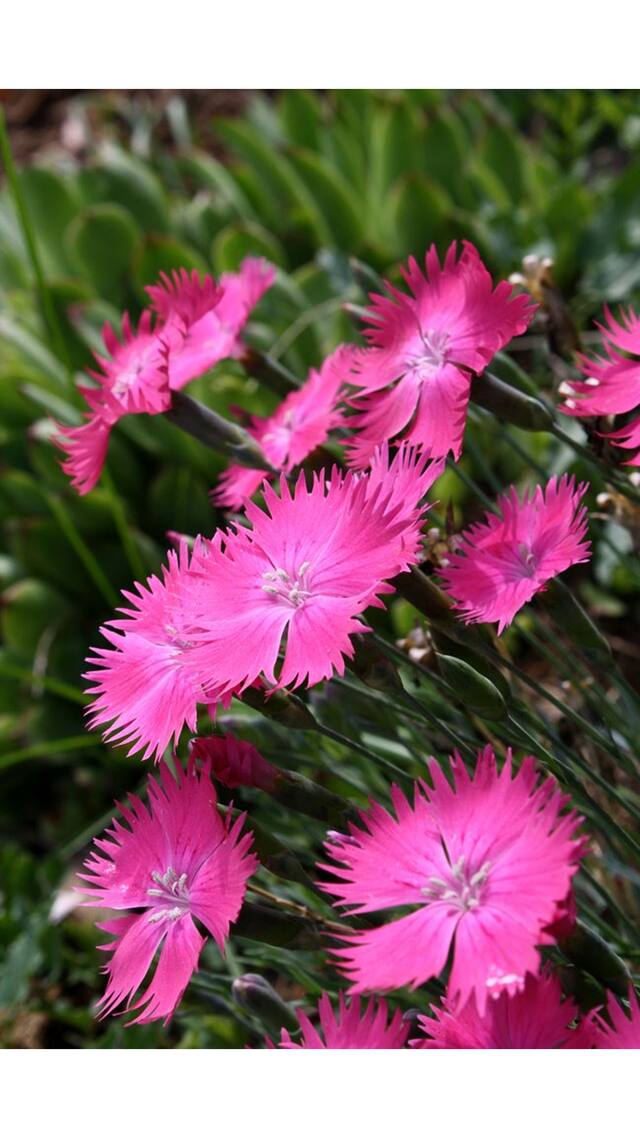 Dianthus Flower Pink Seeds