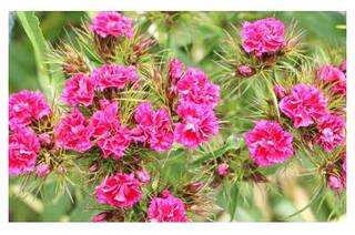Dianthus Pink Flower Quality Seeds for Home Garden