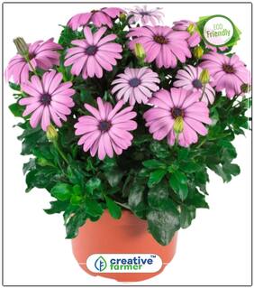 Dimorphotheca Gardening Seeds And Plants Perfect Home Garden Plant Seeds