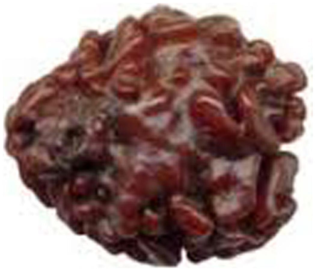

Divine 7 Mukhi Rudraksha