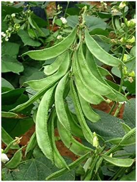 Dolichos Bean - Arka Swagath Genuine Disease Resistant High Yield For Terrace Garden-20 Seeds by Creative Farmer