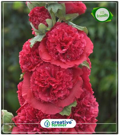 Double Hollyhock Garden Plant Plant Seeds Plants Perfect Home Garden Plant Seeds