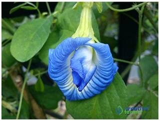 Double Layered - Blue Butterfly Pea Seeds Clitoria Ternatea Quality Seeds For Sowing-20 seeds by Creative Farmer