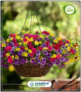 Double Petunia Seeds Plant Seeds Online Perfect Home Garden Plant Seeds