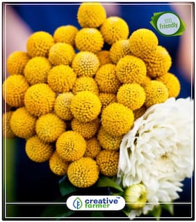Drum Stick-Globosa Yellow Plants Seeds For Mini Pots Perfect Home Garden Plant Seeds
