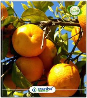 Dwarf Orange Seeds Fruit Seeds For Organic Farming Perfect Home Garden Plant Seeds