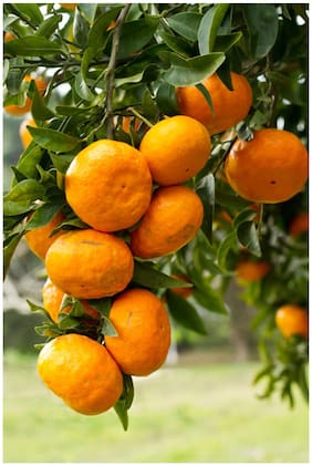 Dwarf Orange Seeds Fruit Seeds For Organic Farming Fruit Seeds Garden Pack By Creative Farmer