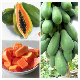 Dwarf Papaya Tr Hovey Carica Papaya Sweet Flesh Papaya Fruit Seeds For Terrace Garden Fruit Seeds Garden Pack By Creative Farmer