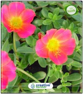 Eleven O'Clock Winter Seeds Perfect Home Garden Plant Seeds