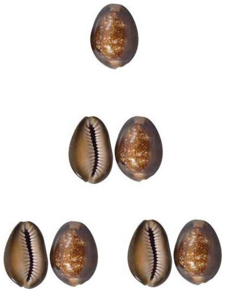 

Ever Forever Very Rare Natural Brown Cowrie Bhuri Kaudi