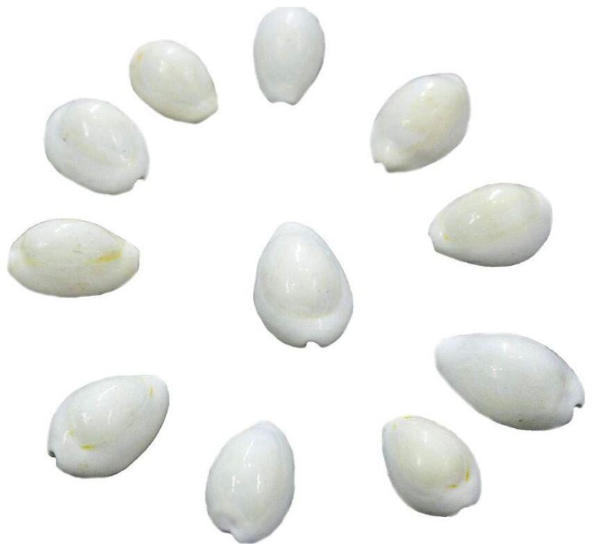 

Ever Forever White (Safed) Natural Cowrie Koudi Shells