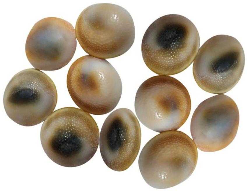 

Ever Forever Very Rare Natural Gomati Chakra 11 pcs