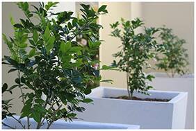 Evergreen Leaflets Kamini Kusum Jasmine Flower Seeds - Sweet Scented Flowers 10 Seeds by Creative Farmer
