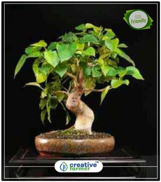 Evergreen Tree Seeds Ficus Religiosa - Pipal 50 Seeds Plant Seeds Bonsai Tree Seeds Tree Bonsai Seeds Perfect Home Garden Plant Seeds