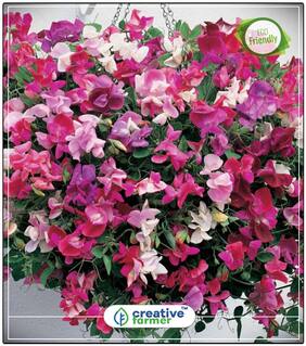 Everlasting Pea Vine Flower Seeds Summer Season Perfect Home Garden Plant Seeds