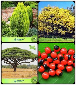Exotic Combo Seeds Thuja Orientalis;Acacia Dealbata;Acacia Senegal;Abrus Precatorius Combo For Home Garden Medicinal Plant Seeds