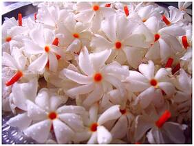Exotic Flower Seeds For The Garden Raat Ki Rani Flowering Suitable Flower Plant Seeds Autumn Sun Flower Seeds 10 Seeds