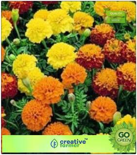 Exotic Plants : French Marigold Sparky Mixed Colors Premium Kitchen Garden Plant Seeds