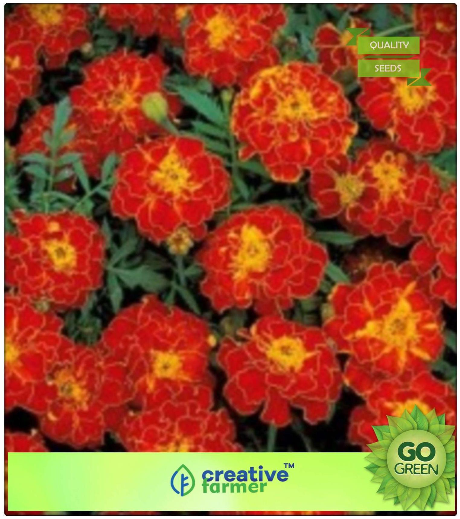 https://assetscdn1.paytm.com/images/catalog/product/H/HO/HOMEXOTIC-PLANTCREA88747700C21CA/1563036467691_0..jpg