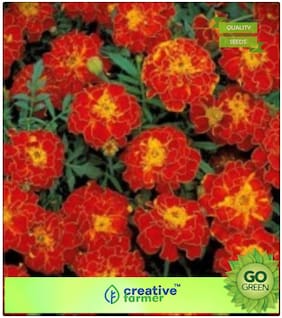 Exotic Plant Seeds : Rare French Marigold 'Solar Red' F1 Hybrid Imported Premium Kitchen Garden Plant Seeds