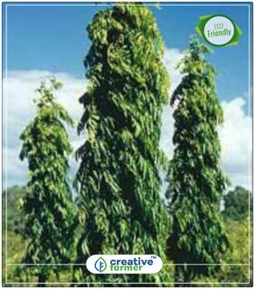False Ashoka - Aranamaram;Asopalav;Nettilinkam;Debdaru Long Tree Perfect Home Garden Plant Seeds