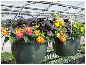 Fast Growing Seeds Flower Lantana Camara Hanging Basket Flower Seeds Flower Seeds For Planters Seeds