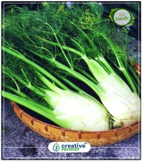 Fennel Dodda Sompu Herb Seeds For Kitchen Garden Perfect Home Garden Plant Seeds