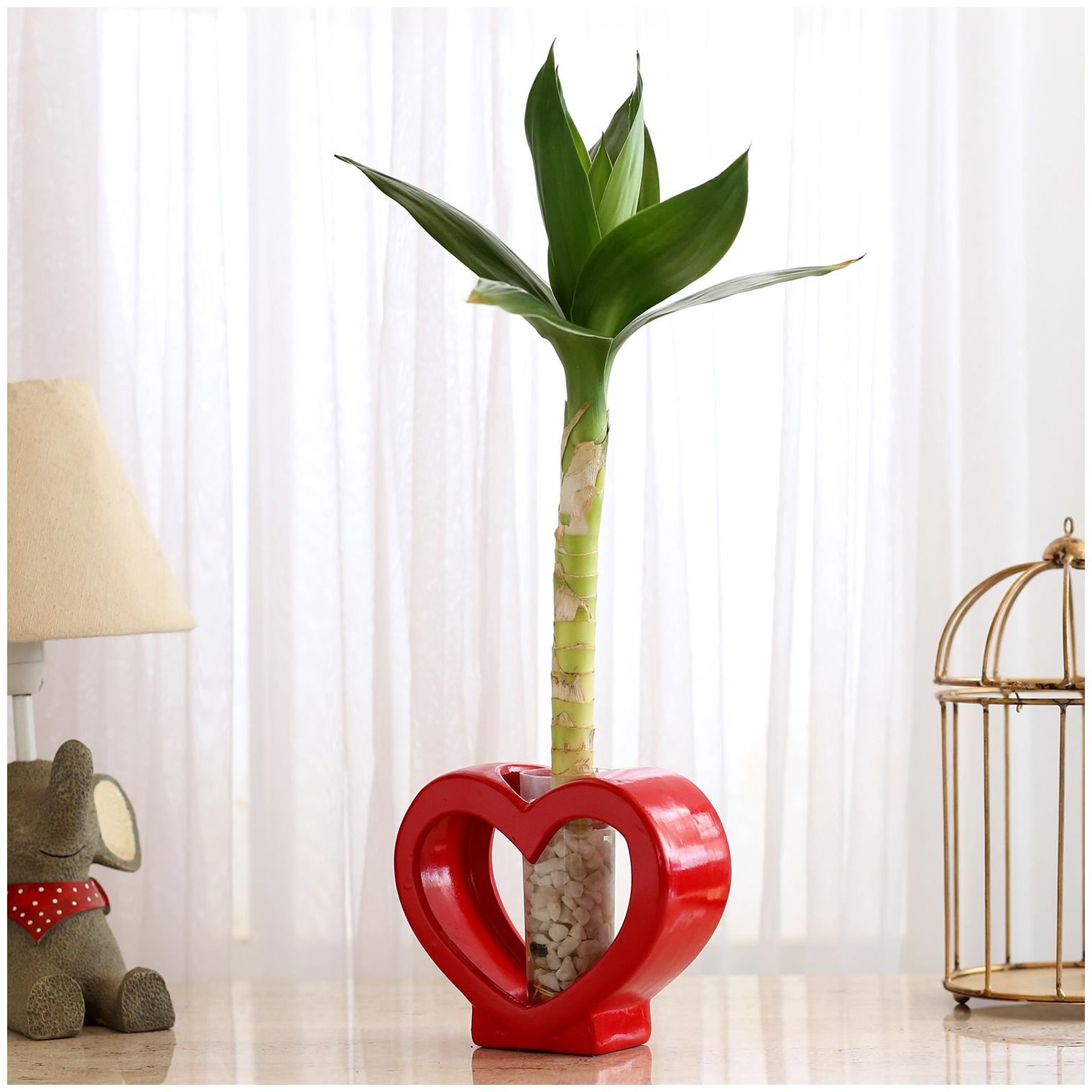 https://assetscdn1.paytm.com/images/catalog/product/H/HO/HOMFERNS-N-PETAFERN20138F256B06/1563116273942_0..jpg