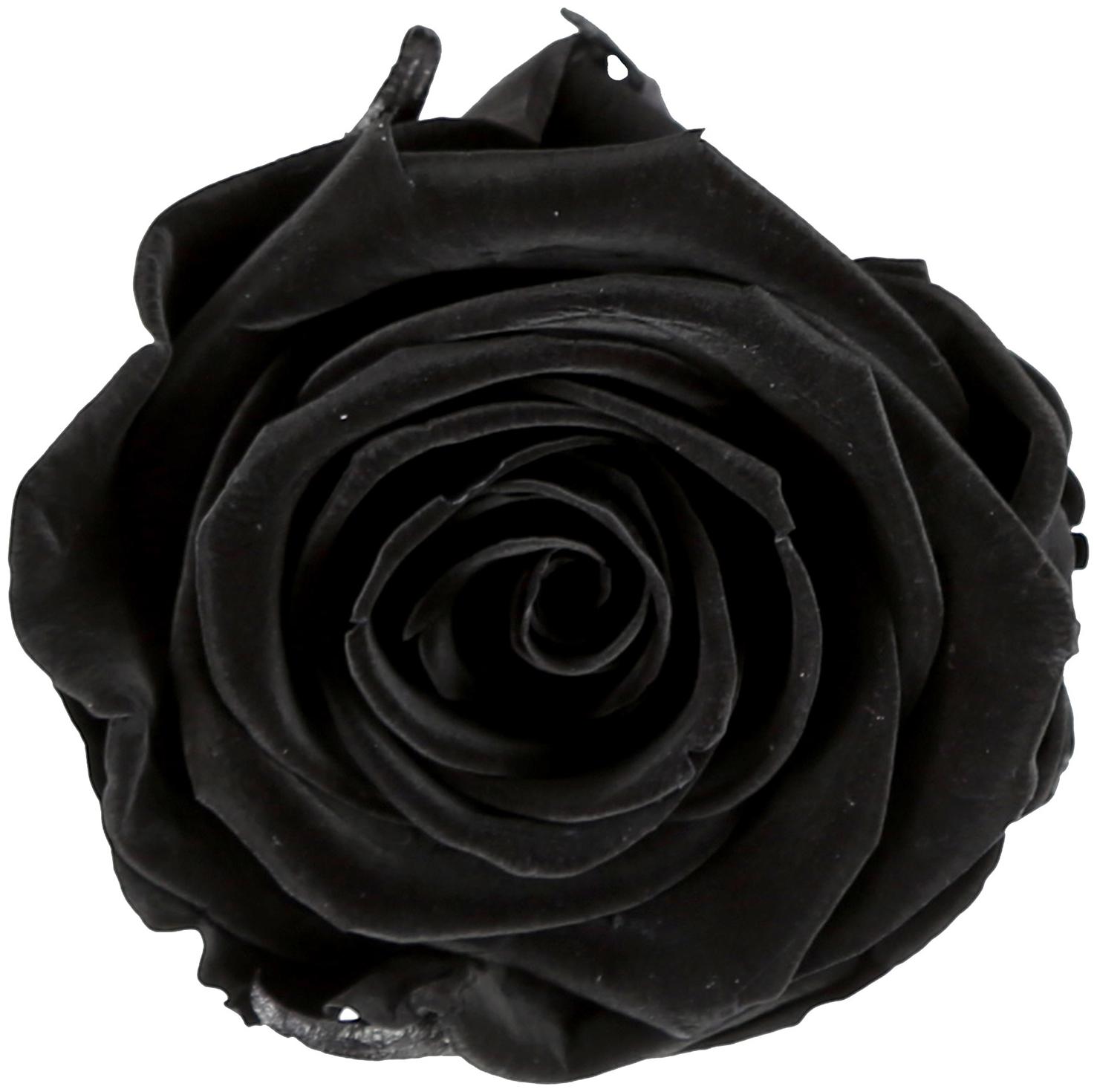https://assetscdn1.paytm.com/images/catalog/product/H/HO/HOMFERNS-N-PETAFERN20138FBC6633F/1563117092275_0..jpg