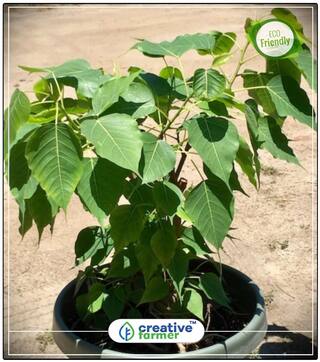 Ficus Tree Ficus Religiosa Piplo Exotic Plant Seeds Bonsai Tree Seeds Fruit Seeds Perfect Home Garden Plant Seeds