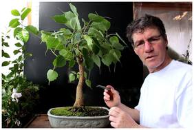 Ficus Tree Ficus Religiosa Piplo Exotic Plant Seeds Bonsai Suitable Tree Seeds Pack By Creative Farmer