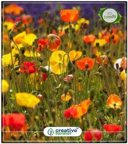 Field Poppy Plant Seeds For Home Garden Flowers Perfect Home Garden Plant Seeds