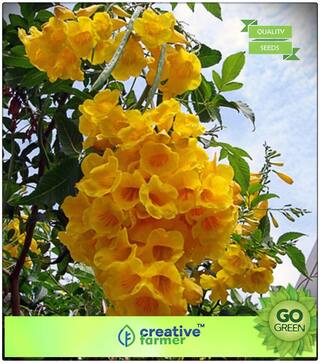 Flower Bonsai Seeds : Flowering Plant Subramanyakiretam Yellow Flower Flowers To Plant Seeds For Autumn Bonsai Plant Garden Flower Seeds Premium Kitchen Garden Plant Seeds