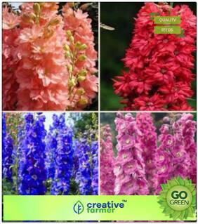 Flower Plant Seeds : Larkspur-Giant Imperial Mix Premium Kitchen Garden Plant Seeds