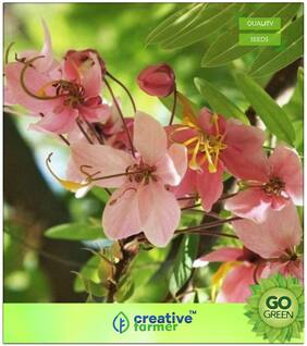 Flower Plant Seeds : Crimson Shower Premium Kitchen Garden Plant Seeds