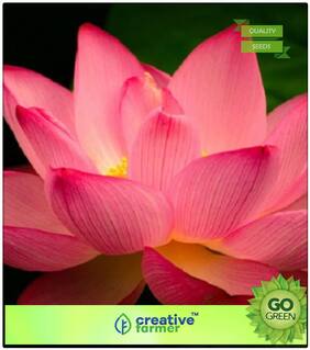 Flower Seed And Plants Combo : Lotus Plant Seeds White & Blue Colors Premium Kitchen Garden Plant Seeds