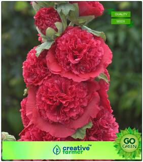 Flower Seed For All Season : Hollyhock Seeds - Hybrid Premium Kitchen Garden Plant Seeds