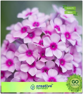 Flower Seed All Sesson : Phlox Beauty Mixed Premium Kitchen Garden Plant Seeds