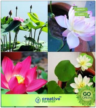 Flower Seed All Season : Lotus Plant Seeds Pink & Blue Colors Mi Premium Kitchen Garden Plant Seeds