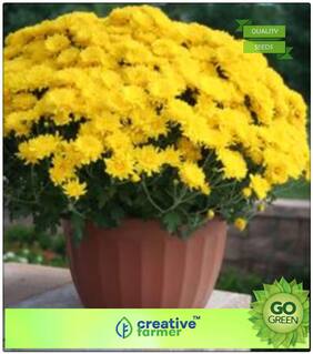 Flower Seed Combo Pack : Mums Yellow Premium Kitchen Garden Plant Seeds