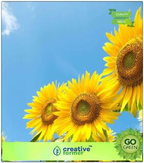 Flower Seed Pack : Sun Fortune Sun Flower Seeds 60 Days Flowering For Beautiful Garden Premium Kitchen Garden Plant Seeds