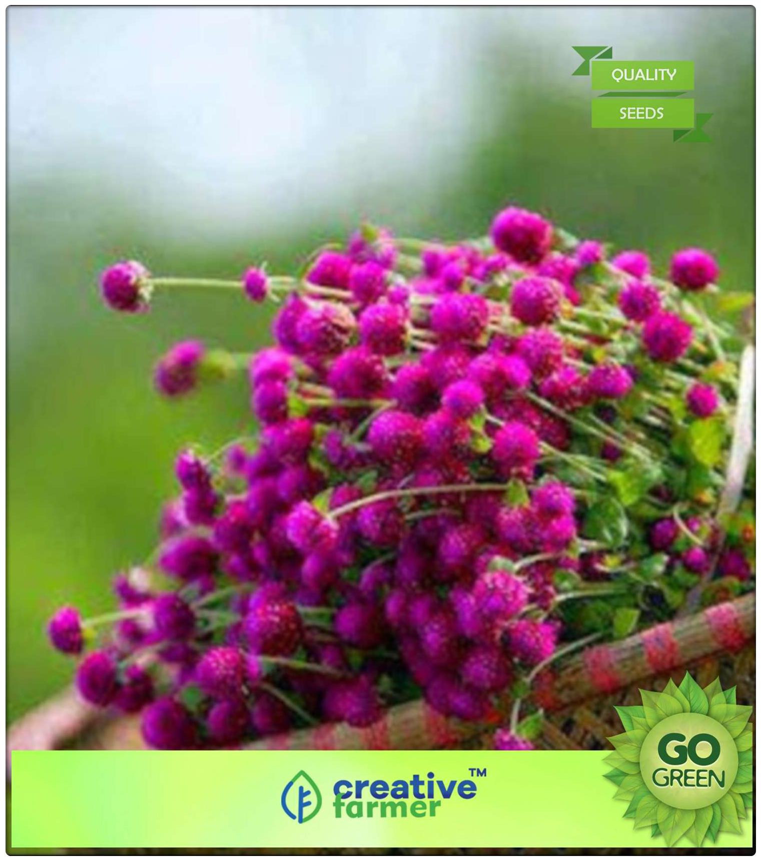 https://assetscdn1.paytm.com/images/catalog/product/H/HO/HOMFLOWER-SEED-CREA887475A7CB75/1563038192324_0..jpg
