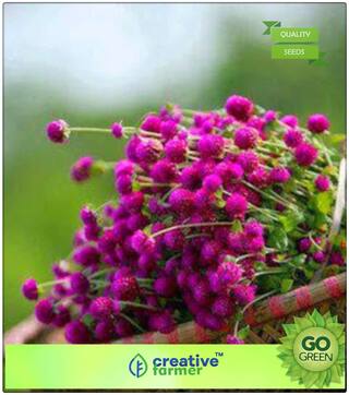 Flower Seed All Sesson : Gomphrena Long Lasting Cut Flower Butterfly Attracting Premium Kitchen Garden Plant Seeds