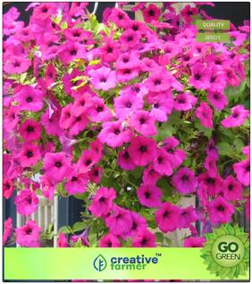 Flower Seed And Plants Combo : Petunia-Rose Of Heavens Pink Premium Kitchen Garden Plant Seeds