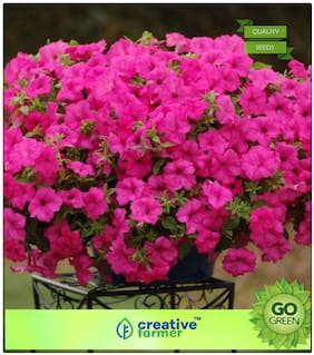 Flower Seed Kit : Rose Pink Petunia Seeds Premium Kitchen Garden Plant Seeds