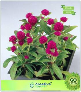 Flower Seed Combo Pack : Globe Amaranth Dwarf Flower Seeds Premium Kitchen Garden Plant Seeds